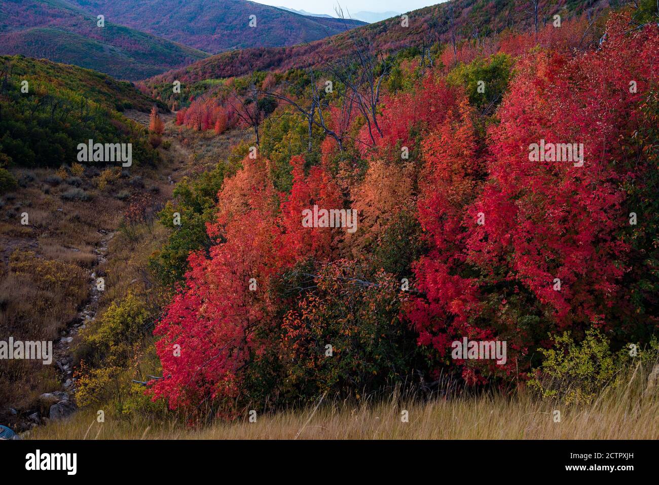 Herbstfarben der berühmten Alpine Loop im American Fork Canyon, Utah, USA. Die schmale und kurvenreiche Straße von "The Loop" bietet eine dramatische Fallkulisse. Stockfoto