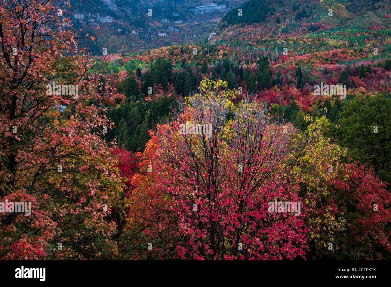 Herbstfarben der berühmten Alpine Loop im American Fork Canyon, Utah, USA. Die schmale und kurvenreiche Straße von "The Loop" bietet eine dramatische Fallkulisse. Stockfoto