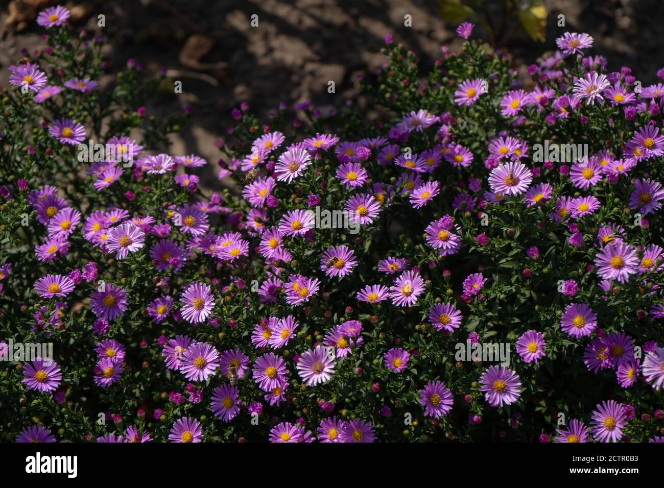 Lila neue england Aster. Wilde, tiefviolette Blüten auf dem Feld Stockfoto