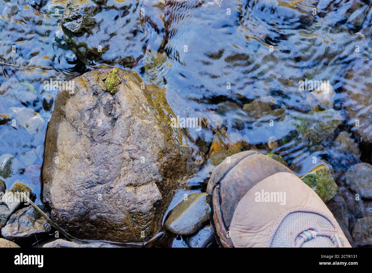 Zu jung, um zu quaken... sehr kleine Kröte sitzt auf Stein neben dem Fluss. Wanderstiefel zeigt Größe und wie einfach es ist, diese Jungtiere unter den Füßen zu verpassen. Stockfoto