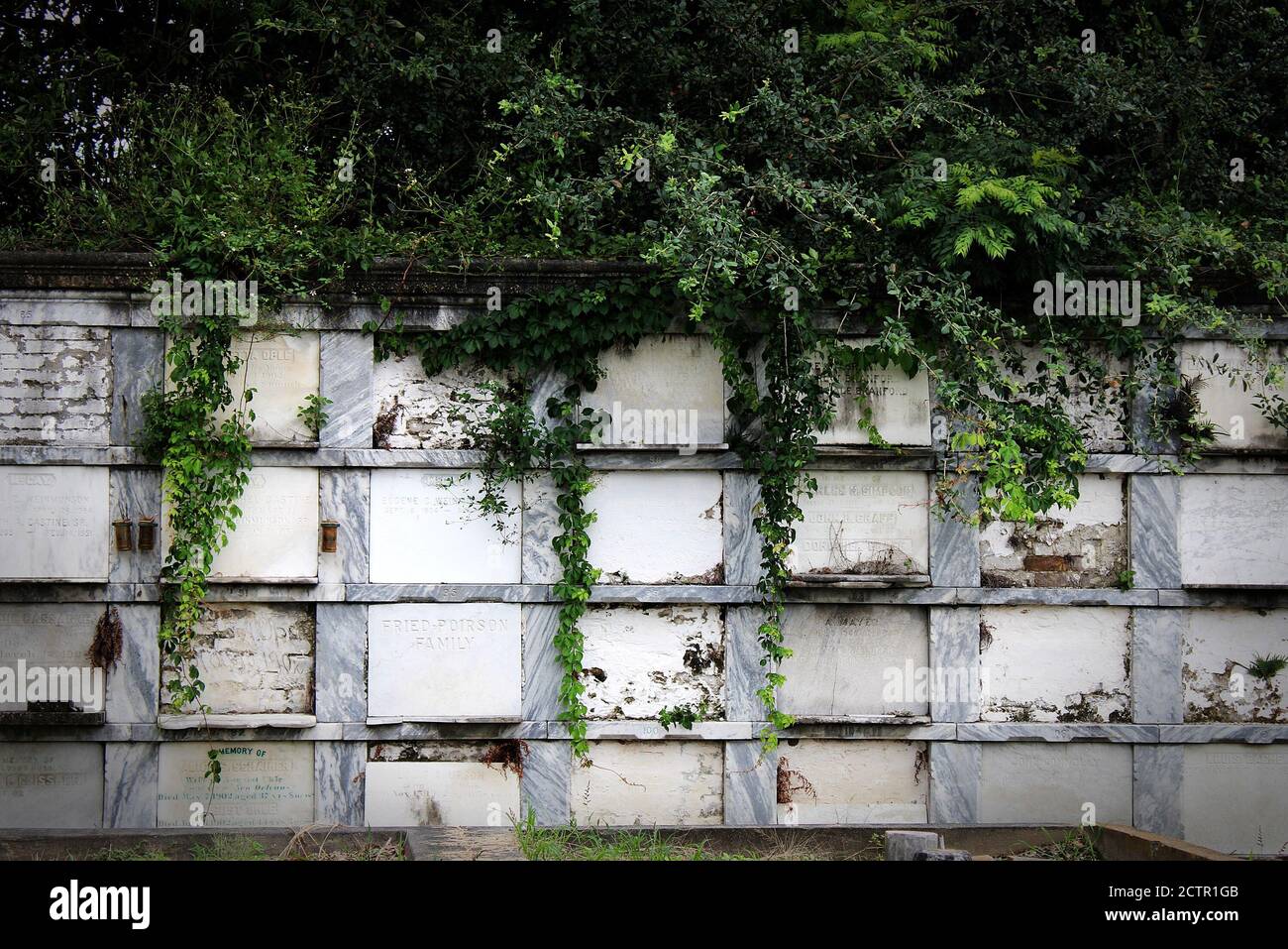 Eine alte verwitterte weiße Wand aus Stuck, Stein und Ziegelgräbern mit Schöne grüne Reben Stockfoto