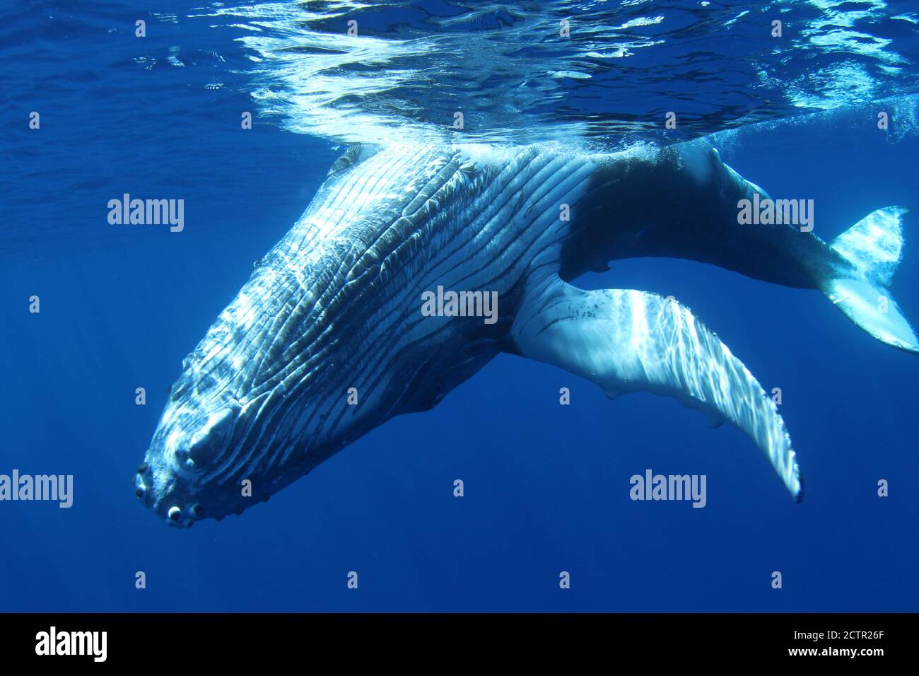 Buckelwale: Megaptera novaeangliae sind sanfte, höher wandernde Säugetiere, die komplexe Lieder singen und bis zu 15 m lang werden können. Stockfoto