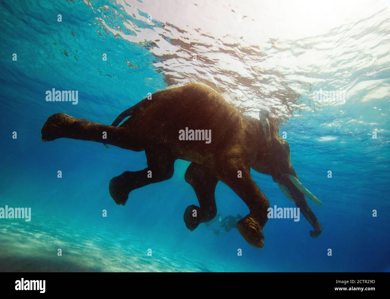 Asiatischer Elefant: Elephas maximus indicus, höhere Säugetiere mit tiefen Emotionen und komplexer Kommunikation über Klang, Vibration und visuelle Signale. Stockfoto