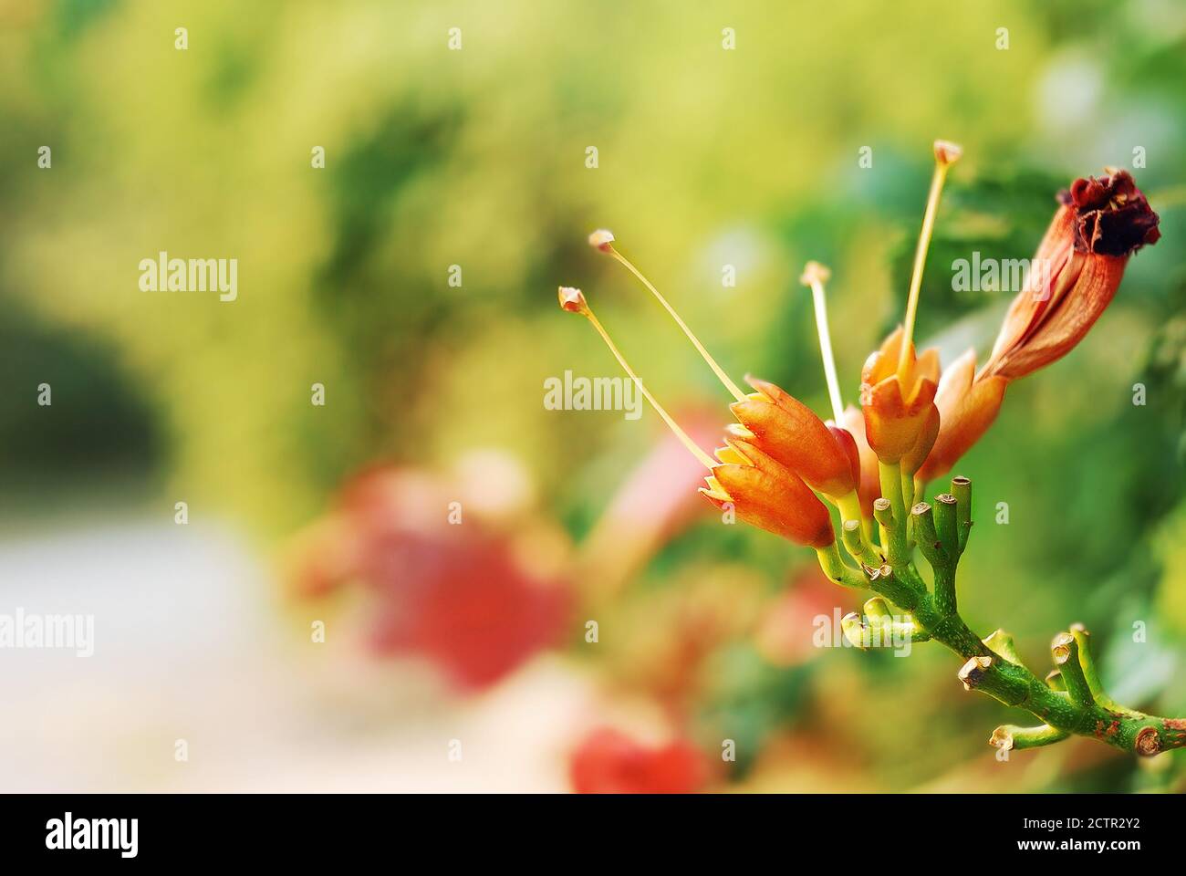 Trompete Kriechgang (Campsis radicans) Blume vor der Blüte aus nächster Nähe Stockfoto