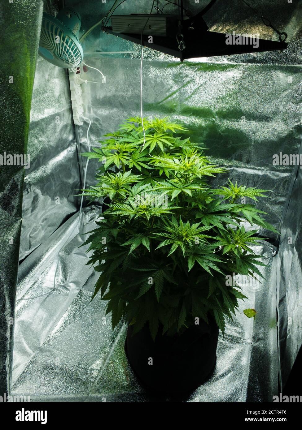 In Innenräumen Marihuana wächst, mit Ventilator und Licht Stockfoto