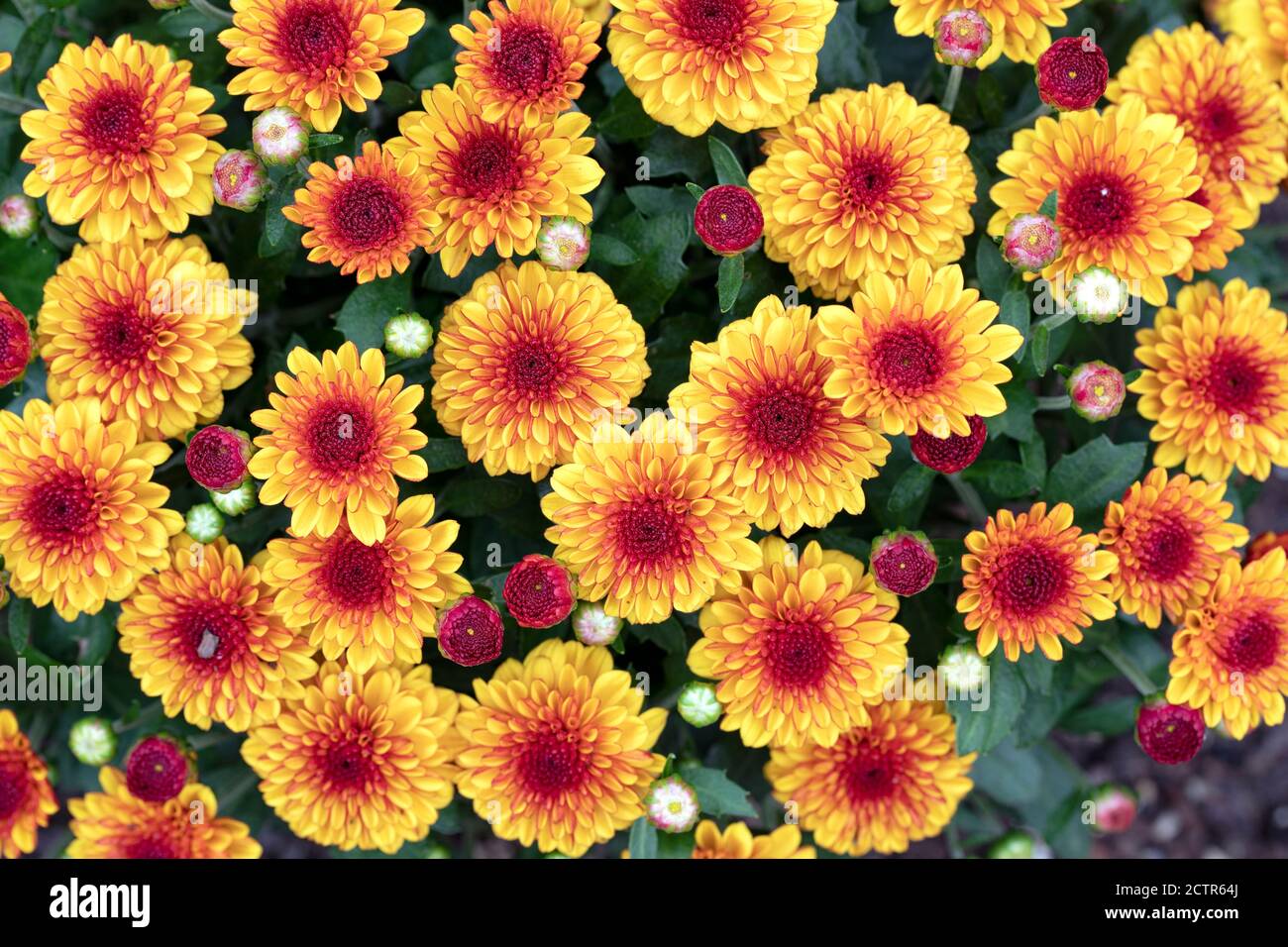 Vitamum Series Chrysanthemum (Chrysanthemum × morifolium 'Starspot') - North Carolina Arboretum, Asheville, North Carolina, USA Stockfoto