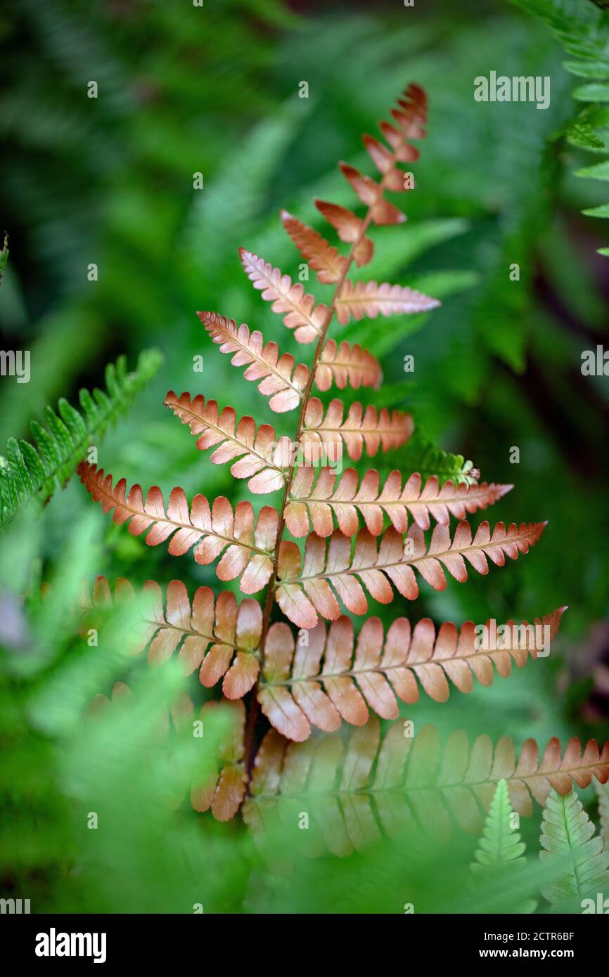 Herbst und farn -Fotos und -Bildmaterial in hoher Auflsung  Alamy