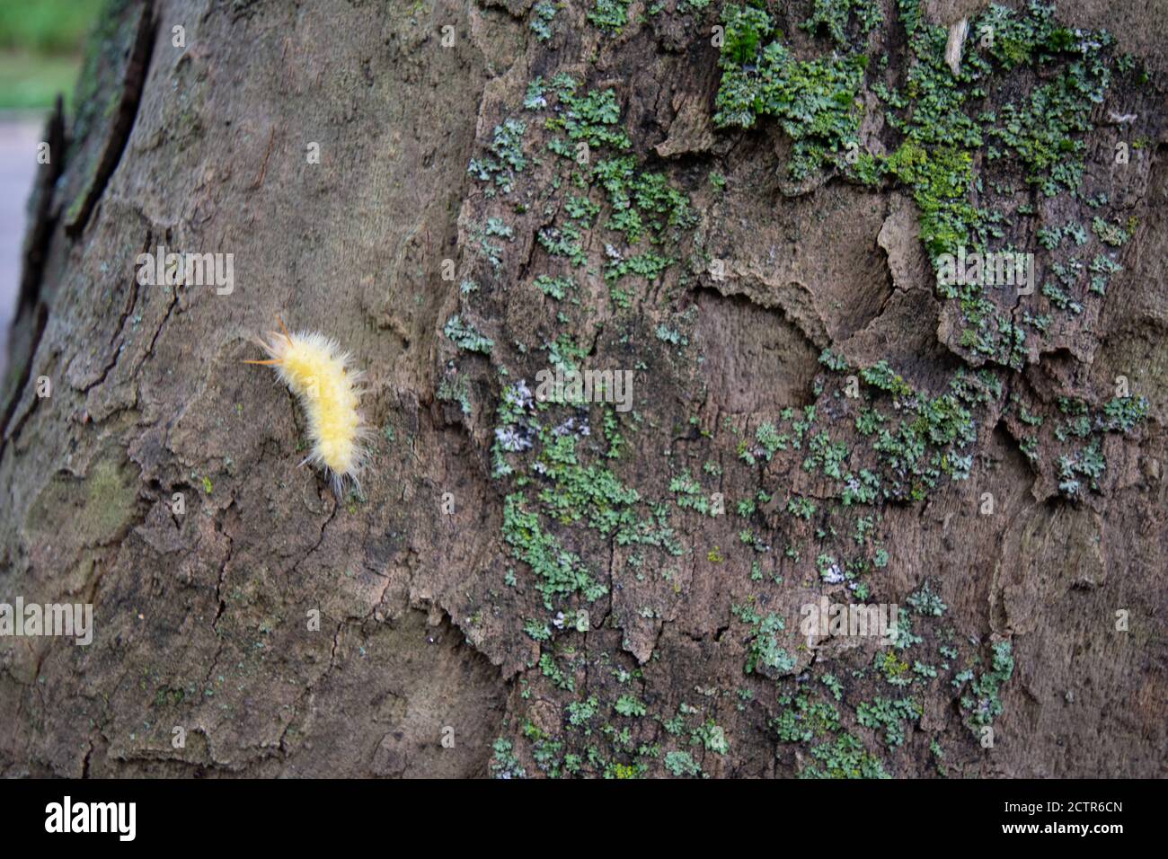 Eine kleine gelbe und flauschige Raupe auf einem Baum mit Moos Stockfoto