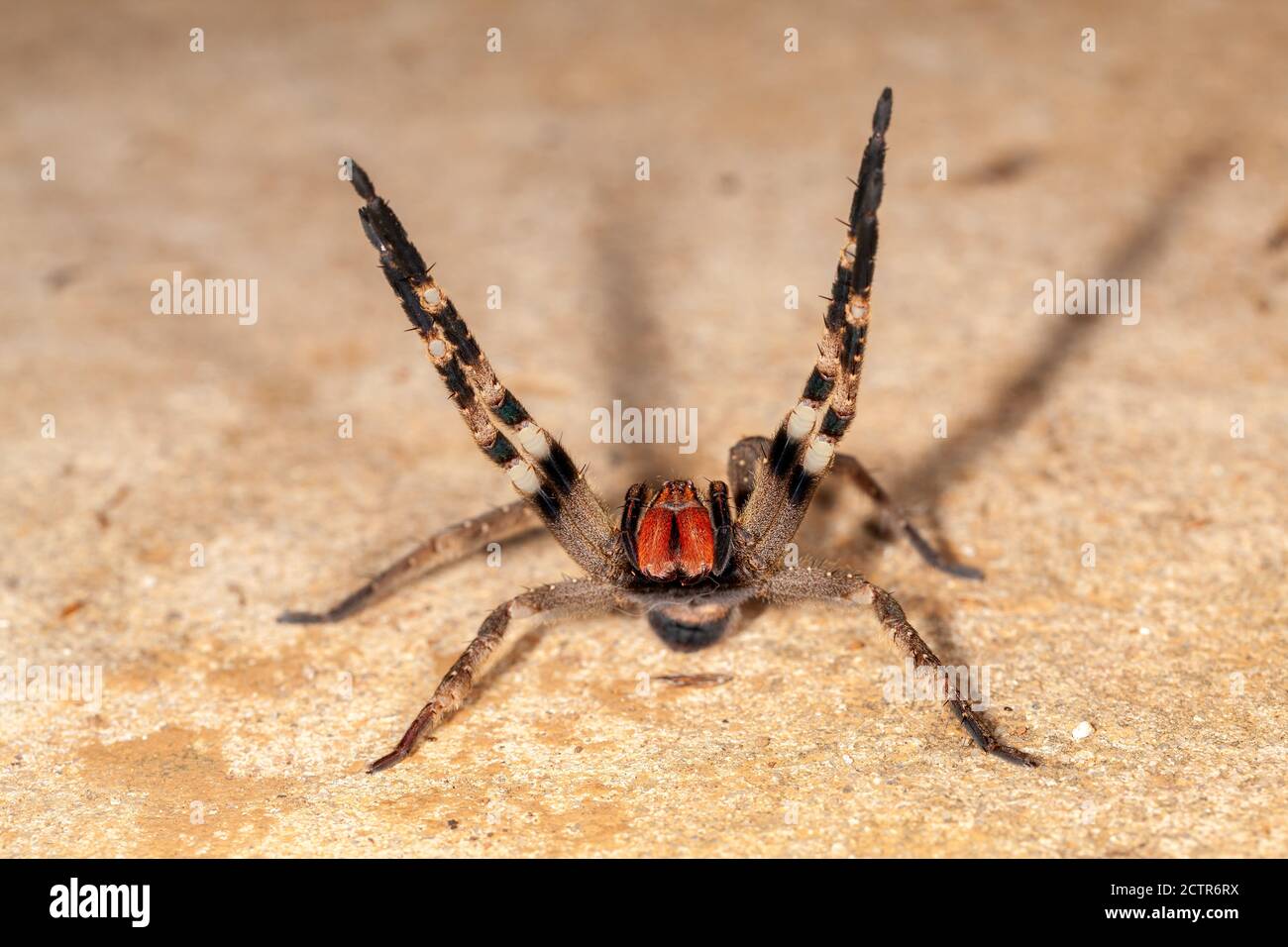 Brasilianische Wanderspinne Gefahr giftige Phoneutria Ctenidae