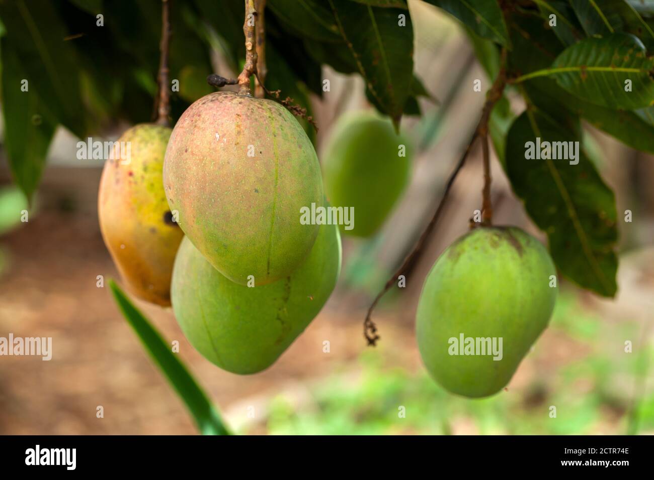 Unreife Mango Früchte auf Baum - grüne Früchte Stockfoto