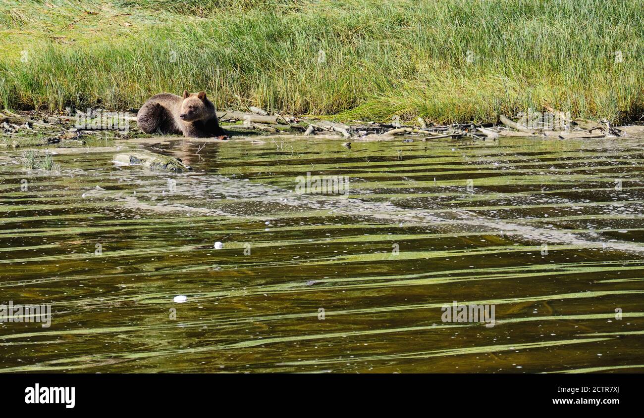 Grizzly Bärenjunge hockt am Wasser in Glendale Cove. Während sie der Inbegriff von "niedlich" aussehen, ist Momma Bär nicht zu weit! Stockfoto