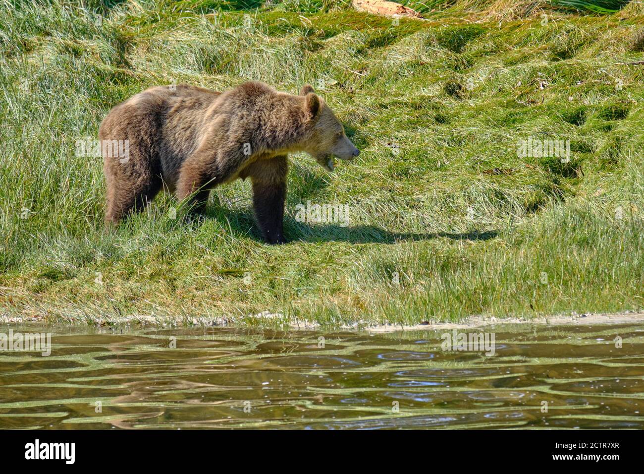 Grizzly Bär zeigt prominente Schulter Buckel Spaziergänge entlang der Küste der Gezeiteneinlass, Jagd nach besten Flecken von Gras und Sedge in den Feuchtgebieten Stockfoto