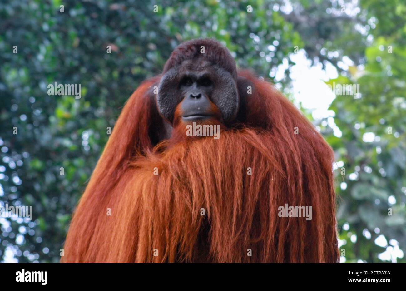 Männliche Sumatra Orang-Utans (Pongo abelii). Pongo pygmaeus. Bornesischen Orang-utan (Pongo pygmaeus) o wurmmbii in der wilden Natur. Stockfoto