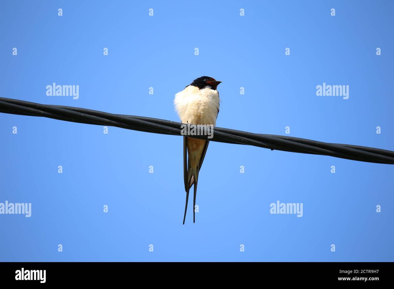 Low-Angle-Aufnahme eines weißen Vogels auf dem Kabel Stockfoto