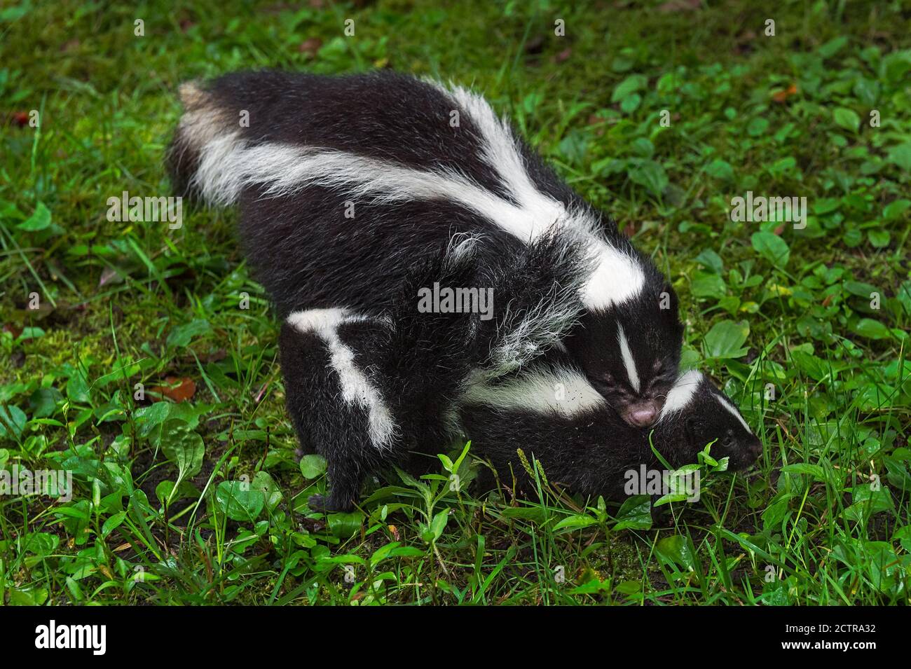 Gestreifter Skunk (Mephitis mephitis) Doe Greifsatz am Hals im Gras Sommer - Captive Tiere Stockfoto