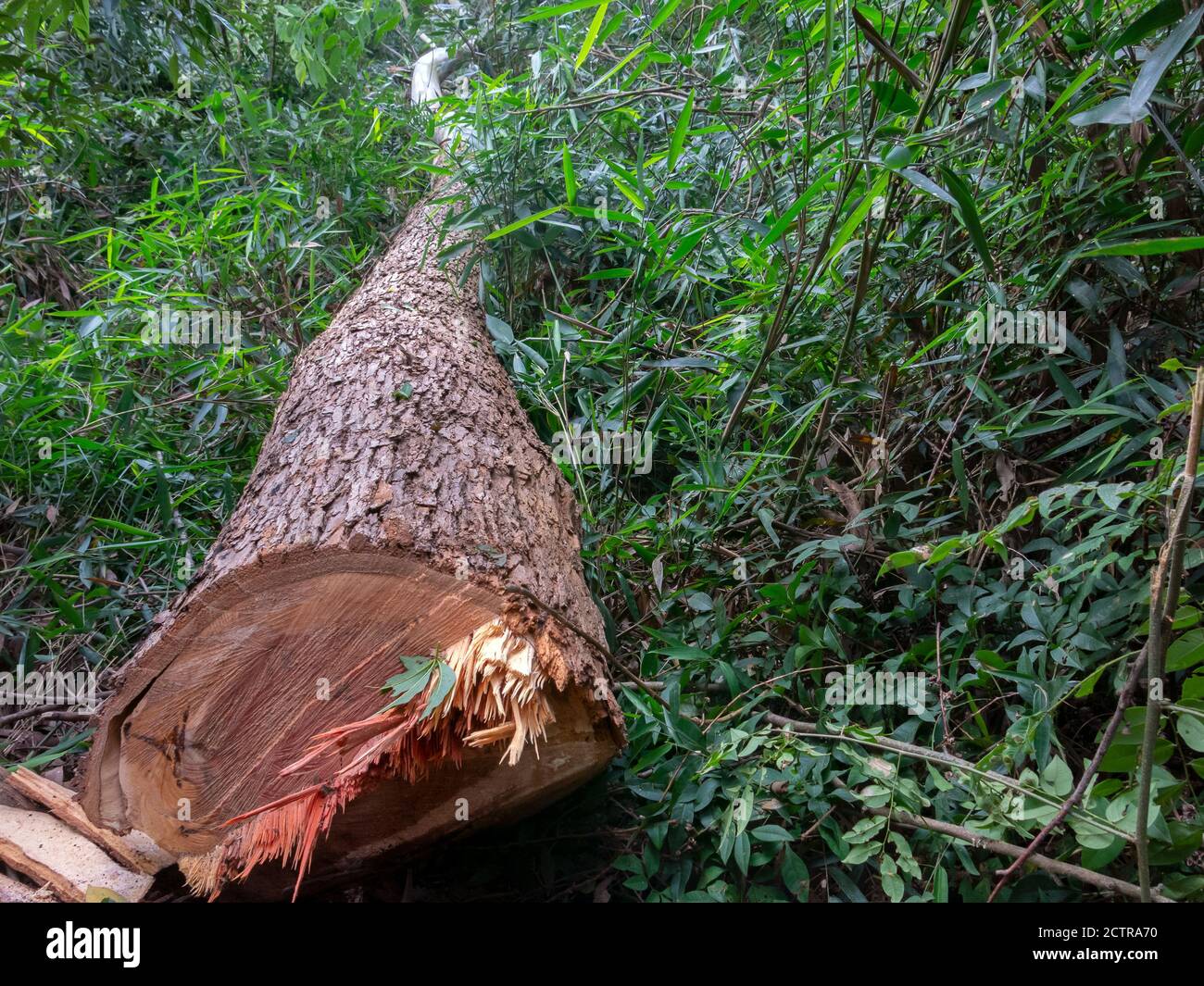 Schnittbaum eucaliptus Entwaldung Stockfoto