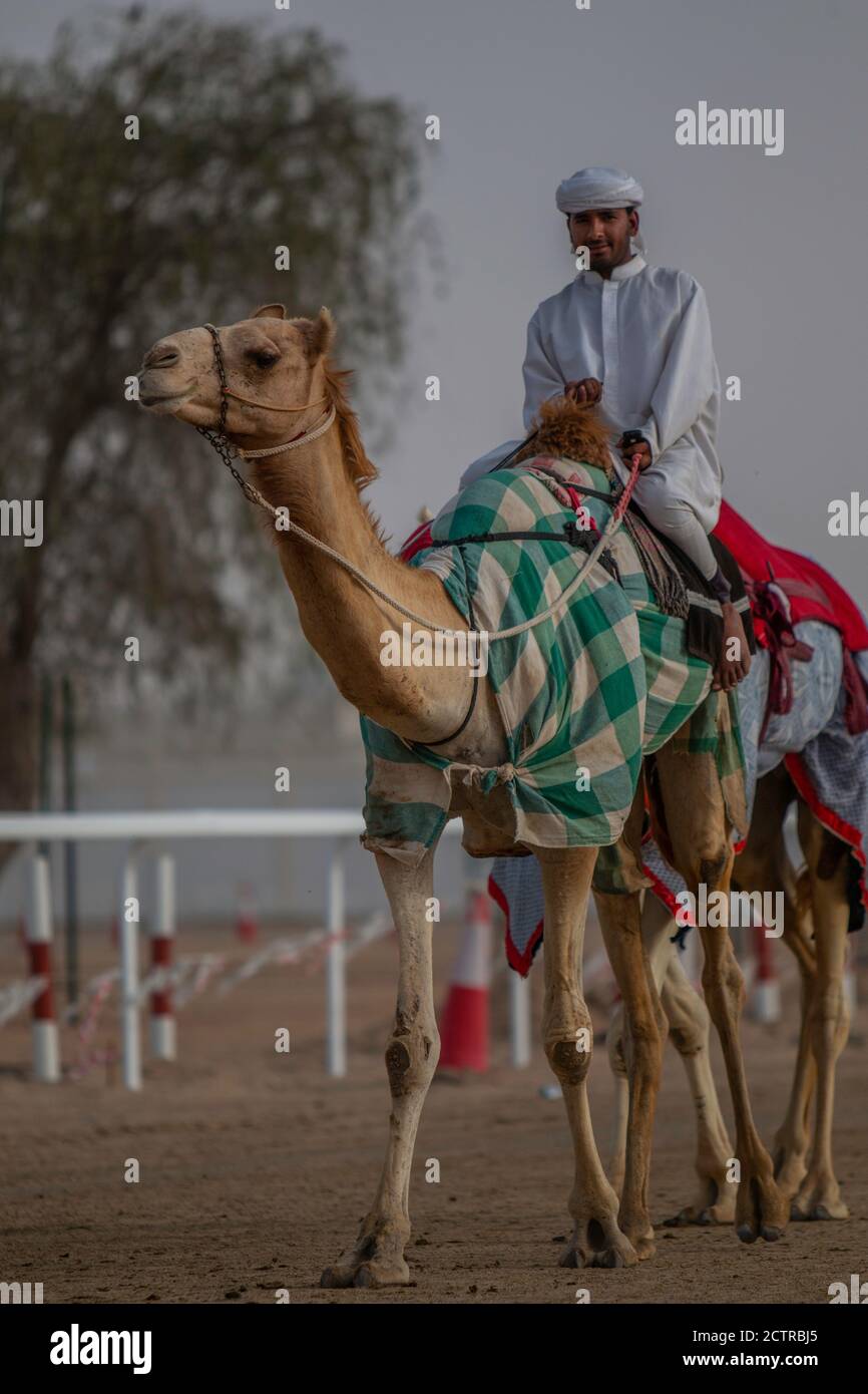 Ein einziger Jockey übt auf seinem Kamel auf der Al Marmoom Camel Race Track am Stadtrand von Dubai, Vereinigte Arabische Emirate (VAE) Stockfoto