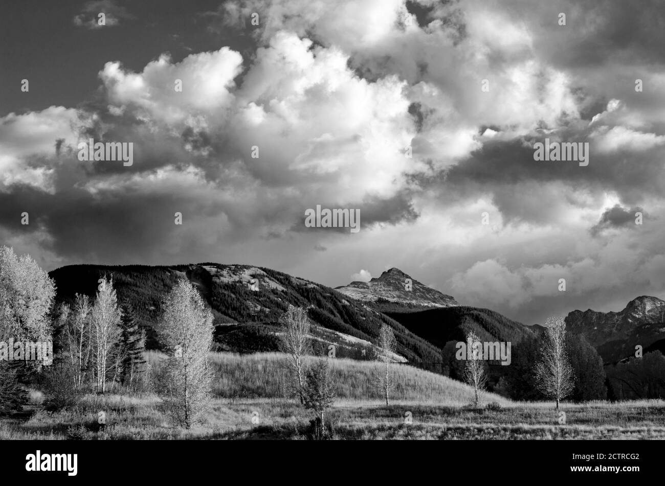 Panoramaansicht mit Kontrast von Brilliant Aspens bei Peak Color In den Rocky Mountains von Colorado Stockfoto
