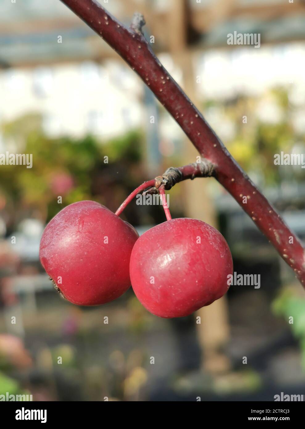 Zwei kleine Äpfel auf dem Baum Stockfoto