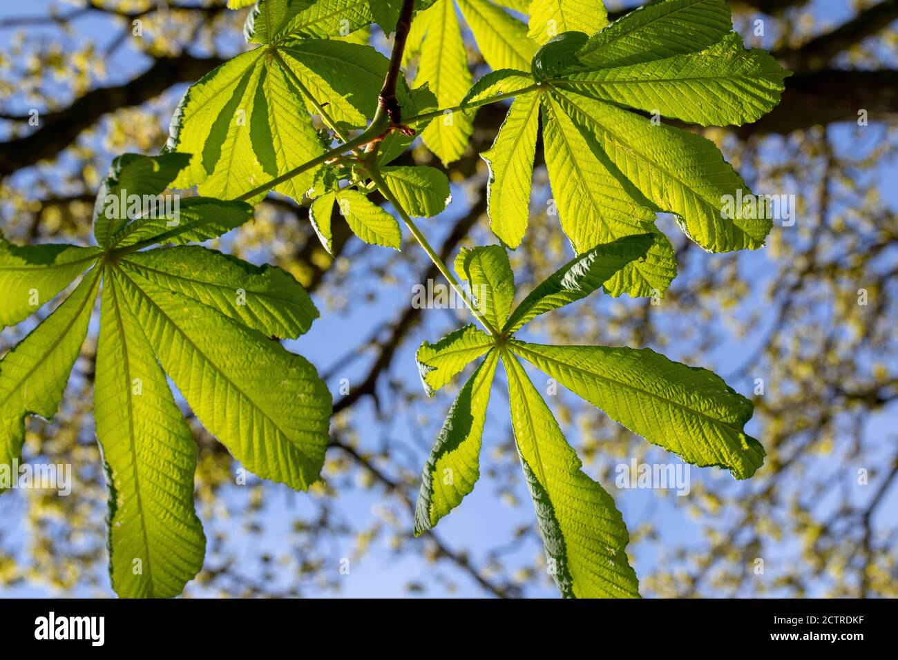 Kastanienbaum (Aesculus hippocastanum). Lookiing up an einem Zweig von obviate Blätter, Blättchen, Ausstrahlen von einem zentralen Punkt, zusammengesetzte Blätter, BA Stockfoto