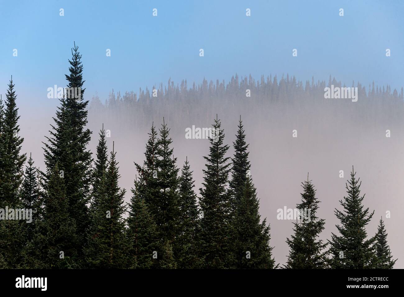 Neblige Berglandschaft mit Tannenwald in Quebec Stockfoto