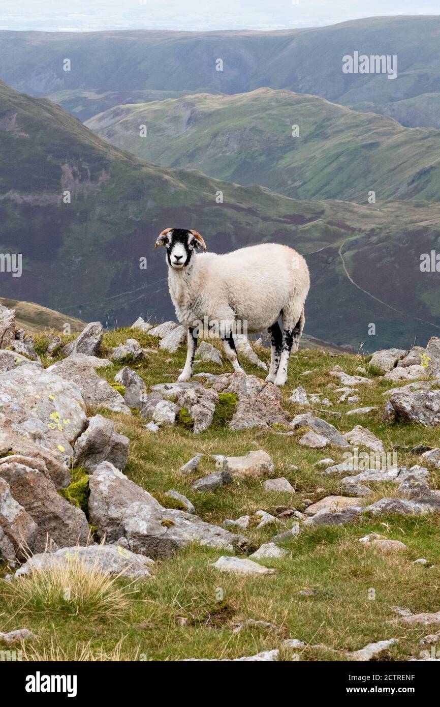 Swaledale Schafe im Lake District auf dem Gipfel des St. Sunday Crag, Patterdale, Cumbria, England, Großbritannien Stockfoto