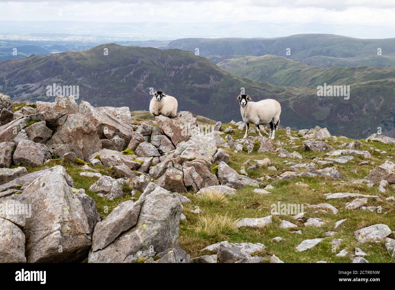 Lake District Sheep - St. Sunday Crag Summit - zwei Swaledale Schafe, Patterdale, Lake District, Cumbria, England, Großbritannien Stockfoto