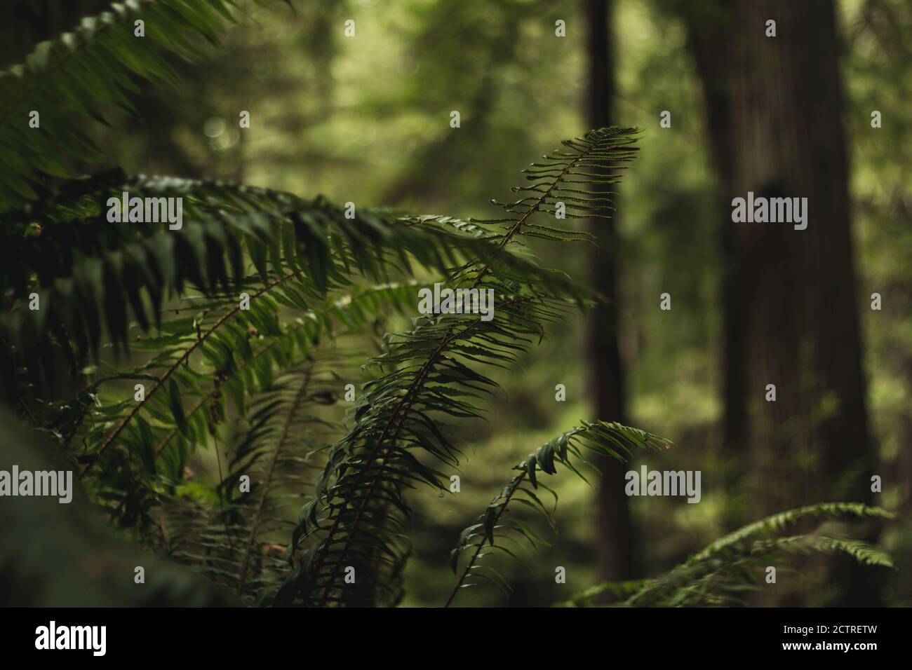 Farn im Redwood Tree Forest. Schöne grüne Farnblätter Laub. Nahaufnahme von hübschen kunstvoll wachsenden Farnen in Dschungelwildnis. Natürlicher Farn. Stockfoto