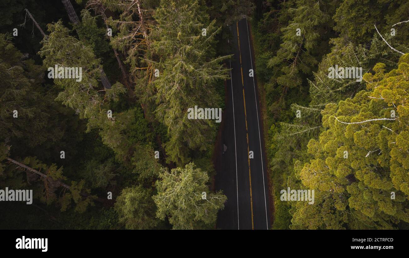 Luftaufnahme der riesigen Redwood-Bäume auf der Newton B. Drury Scenic Parkway Road im Redwoods State and National Park, einem amerikanischen Park, der für seine Bäume berühmt ist Stockfoto