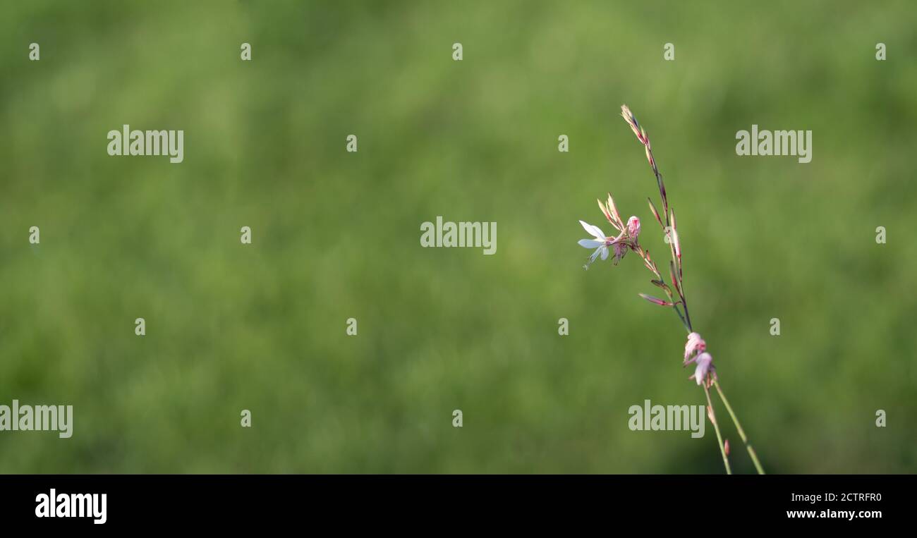 Kleine gaura Blüten. Stenosiphon. Schöne weiße und rosa Blume isoliert auf grün. Speicherplatz kopieren. Grußkarte. Stockfoto