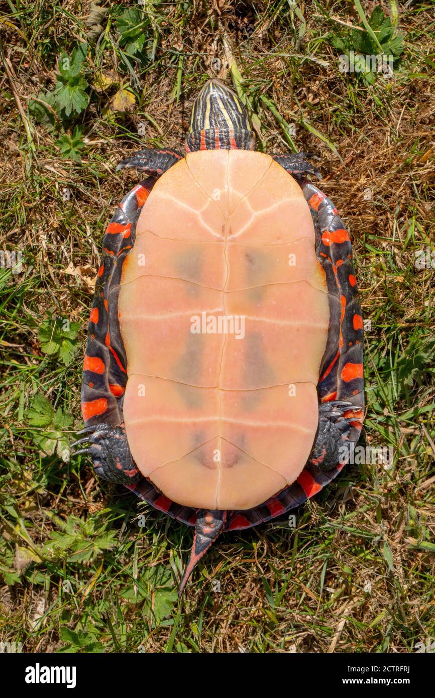 Midland Painted Turtle (Chrysemys picta marginalis). Umgedreht, um die schwachen minimalen Markierungen auf der Plastron oder Unterschale dieser Unterspezies zu offenbaren. Stockfoto
