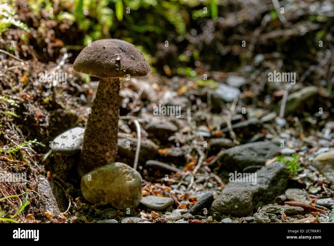 Winziger Pilzturm In Den Felsen Stockfoto