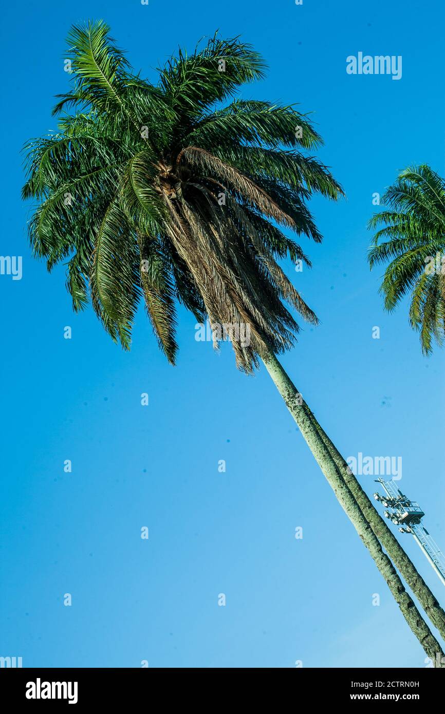 Sehr hohe Palme in der Stadt Douala mit klarem blauem Himmel im Hintergrund. Ein großartiges Bild, das als „Print on Demand“ oder als Bildschirmschoner verwendet werden kann Stockfoto