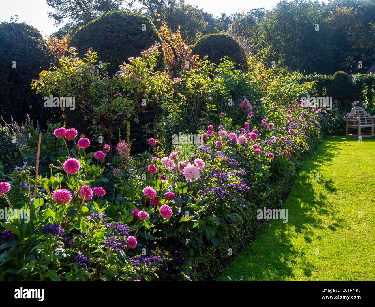 Platz zum Sitzen. Strahlender Sonnenschein auf den rosafarbenen Dahlien-Sorten im Chenies Manor Garden Mitte September 2020; Schatten auf dem lebhaften Rasen. Stockfoto