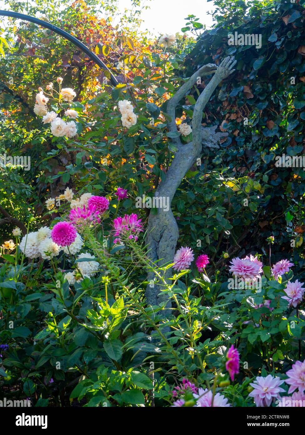 Chenies Manor Garden Mitte September 2020.Statue, die sich im Spätsommer durch die rosa Dahlien, Kleome und cremefarbenen Rosen zieht. Stockfoto