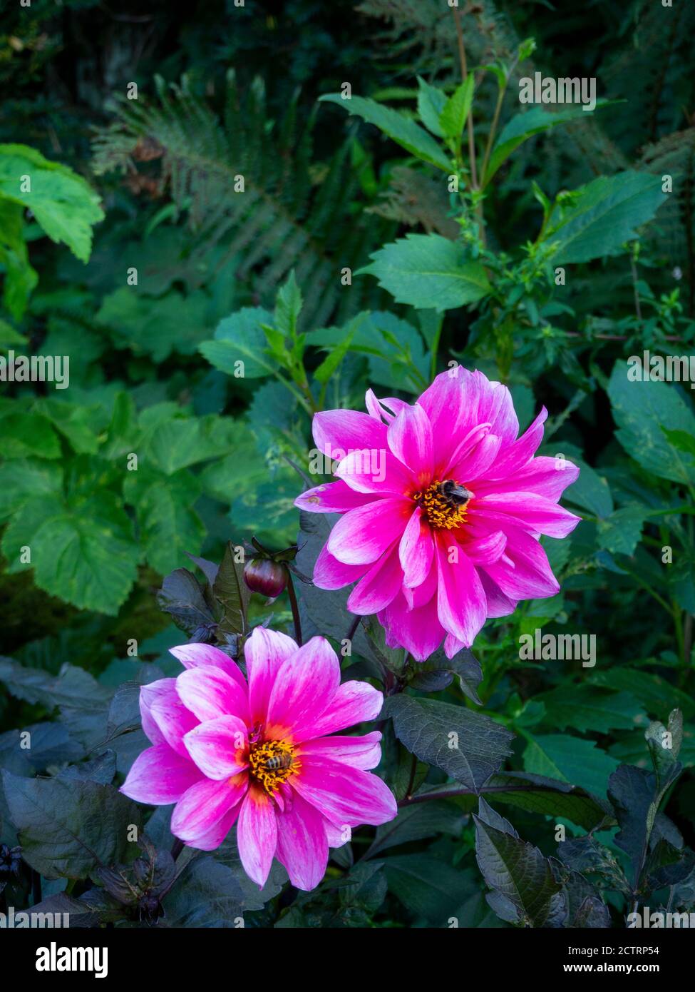 Dahlia 'Faszination' mit einer Honigbiene und Bumble Biene bestäuben. Chenies Manor Sunken Garden, Buckinghamshire. Stockfoto