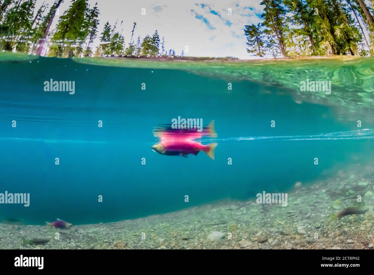 Sockeye Salmon, Oncorhynchus nerka, auf ihren Schotterlaichplätzen im Cooper River, Okanogan-Wenatchee National Forest, Washington State, USA Stockfoto