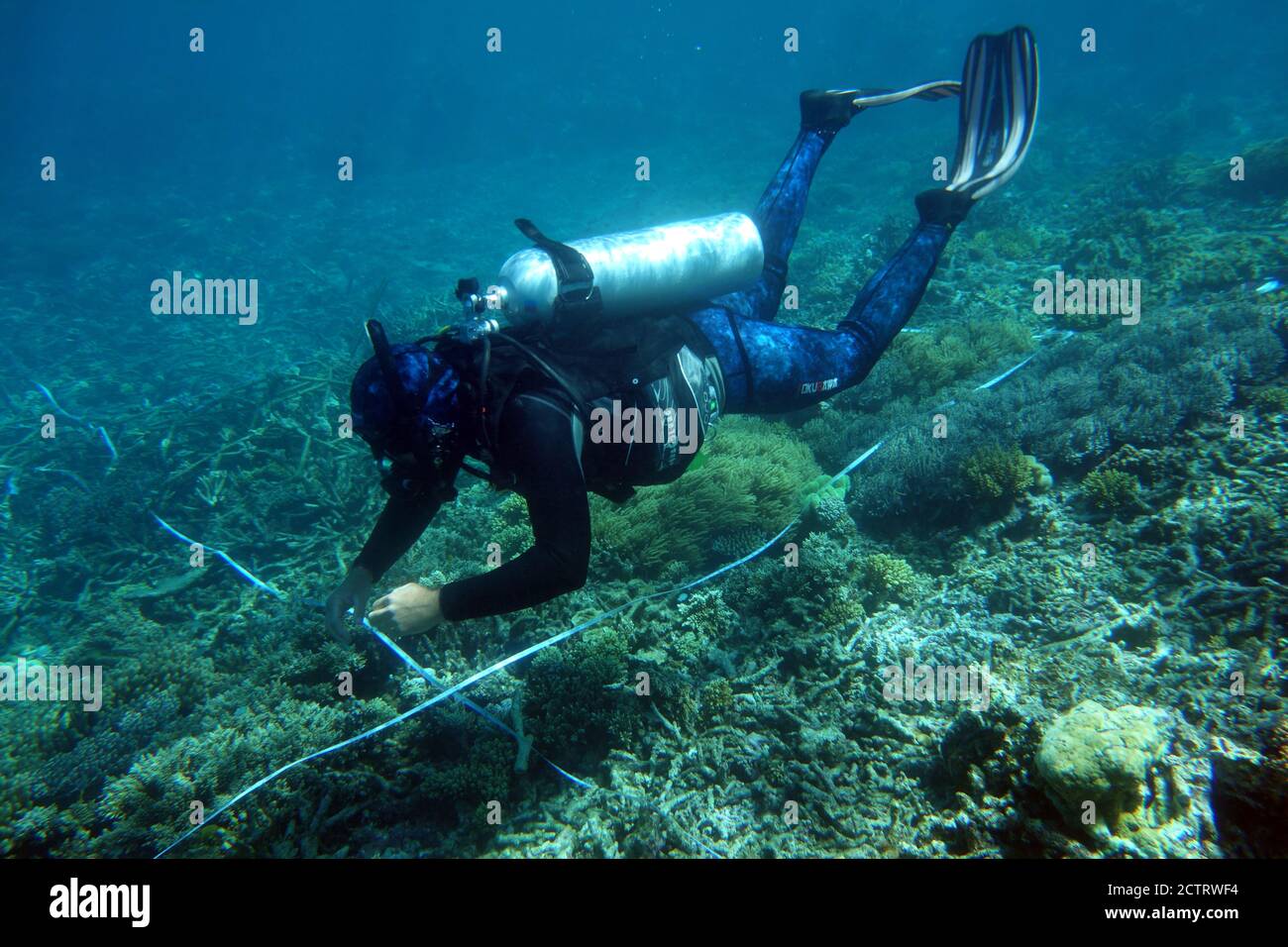 Wissenschaftlicher Taucher, der Daten auf Transektband sammelt, Great Barrier Reef, Queensland, Australien. Kein MR oder PR Stockfoto