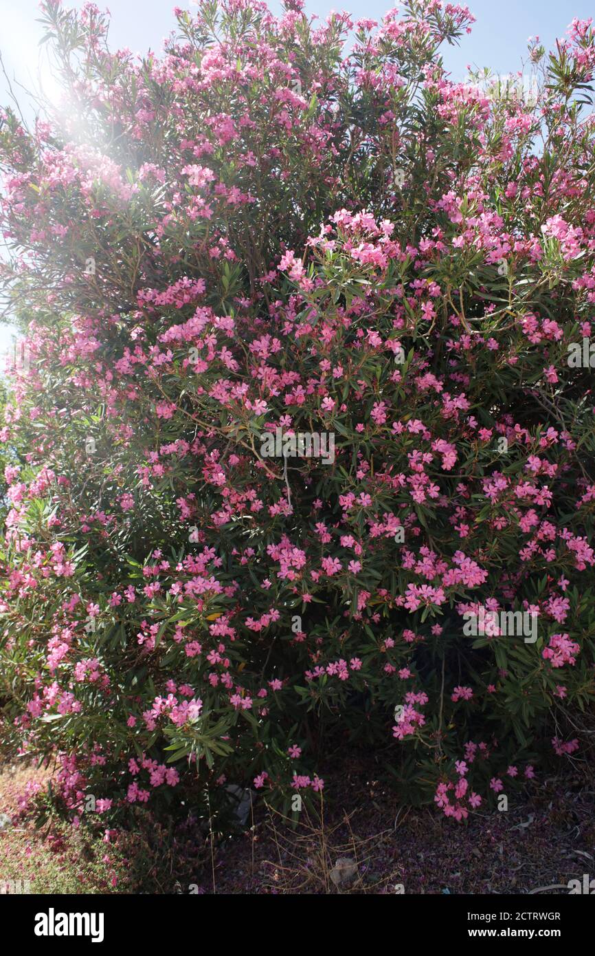 Blumenbusch nerium oleander apocynaceae Familie frangokastelo kreta Insel hoch Hochwertiger Druck Stockfoto