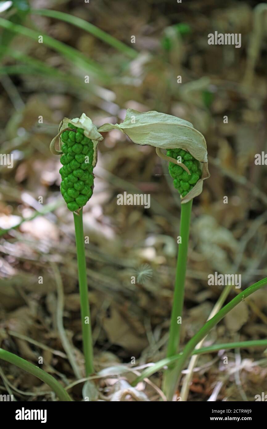 Wilde giftige Blume arum creticum araceae Familie kreta Insel hoch Hochwertiger Druck Stockfoto