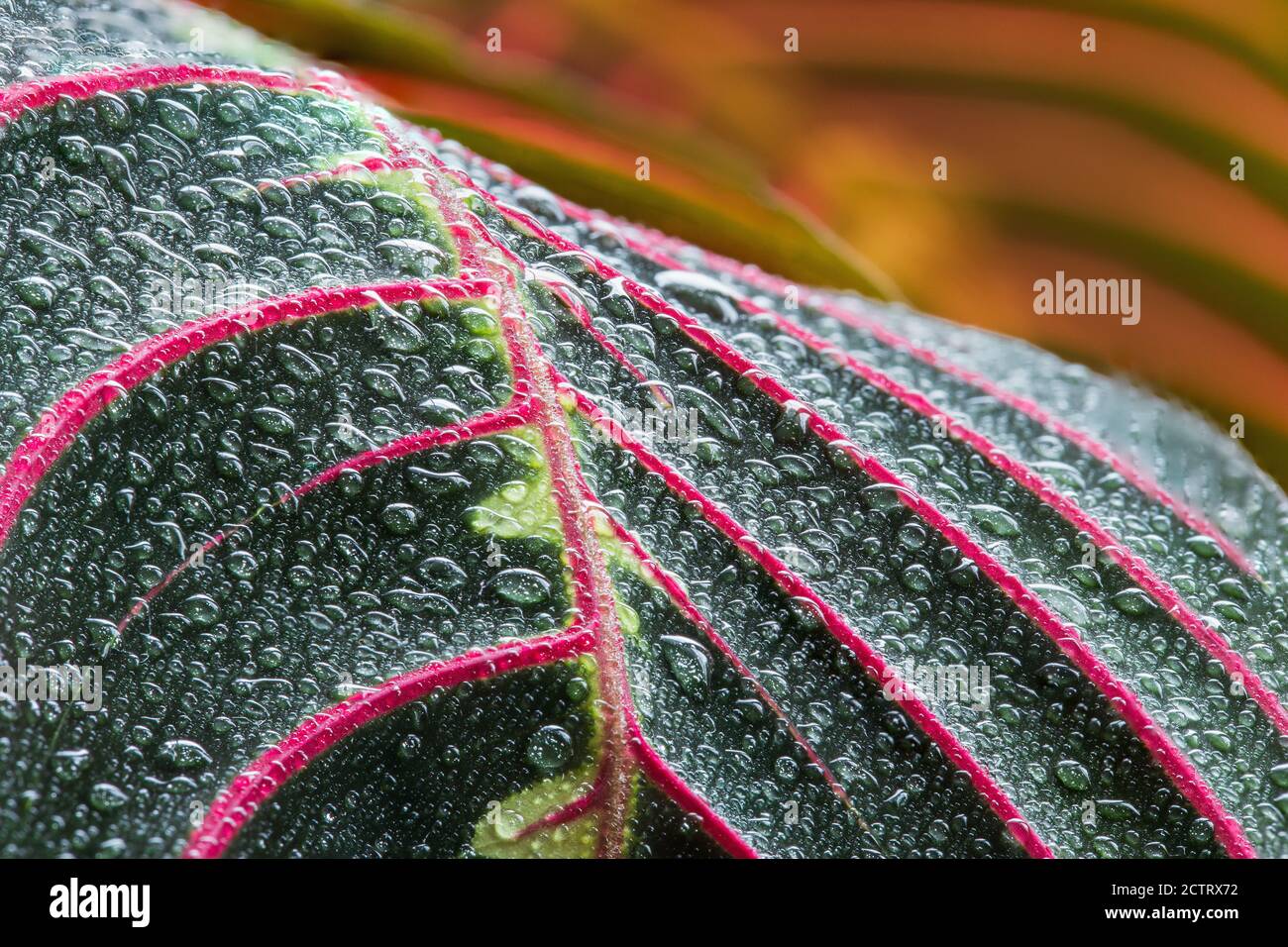 Makrobild eines Maranta-Blattes mit Tröpfchen. Das Bild ist ein Fokus, der aus 10 Bildern gestapelt ist. Stockfoto