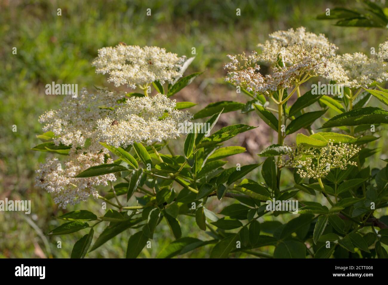 Elder (Sambucus nigra). Die zahlreichen weißen Blüten bilden einen flachen Kopf, mit einem schweren süßen Duft. Sammlerstück für Wein, oder Blume, Getränk machen. Stockfoto