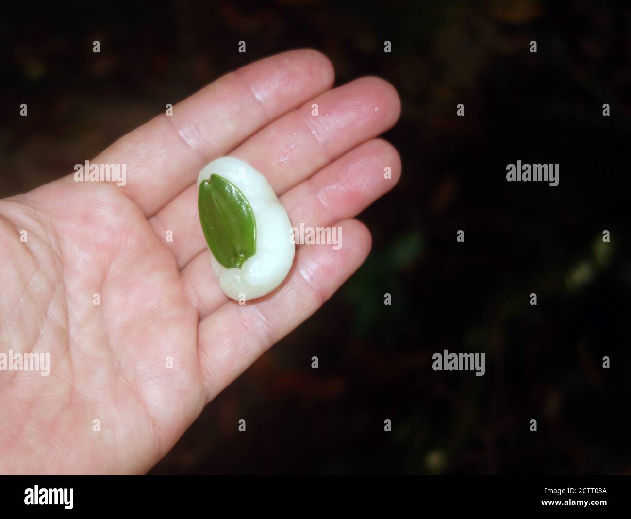 Wachsfrucht oder Wolkenbeere (Irvingbaileya australis), bizarre Regenwaldfrucht im Wooroonooran National Park, Queensland, Australien. Nein, MR Stockfoto