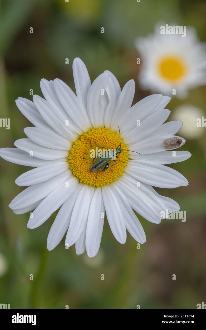 OX-ey Daisy (Leucanthemum vulgare). Marguerite, oder Mondblumen, oder Hund Gänseblümchen. Der fette Beinige Käfer (Oedemera nobolis), ein Männchen, der sich vom Pollen ernährt. Stockfoto