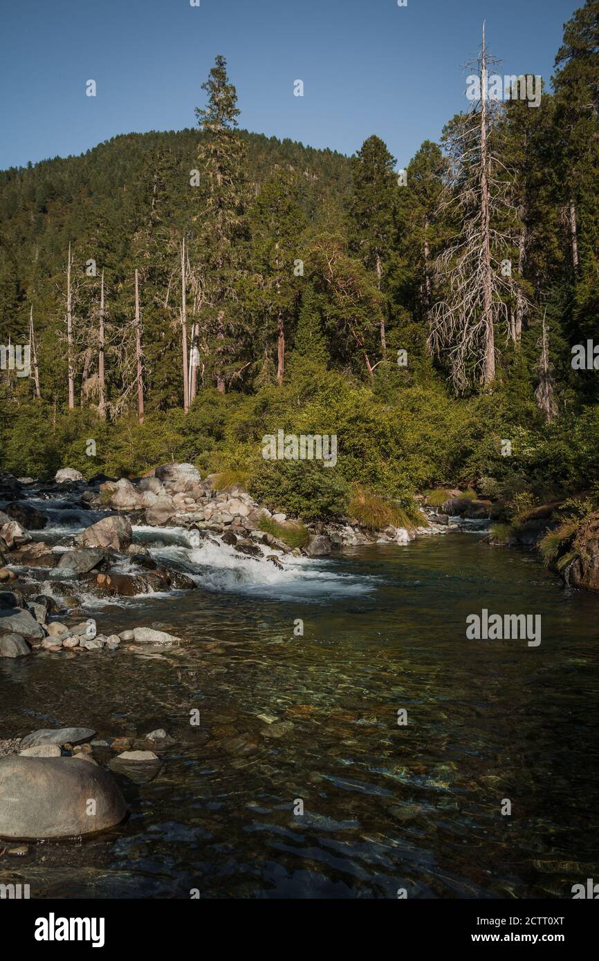 Hochgebirgsflußbach im Sommer mit weißem Wasser klein Wellen Felsen und Bäume in einem Waldgebiet Landschaft, die Ist ruhig friedlich idyllisch Abenteuer Stockfoto