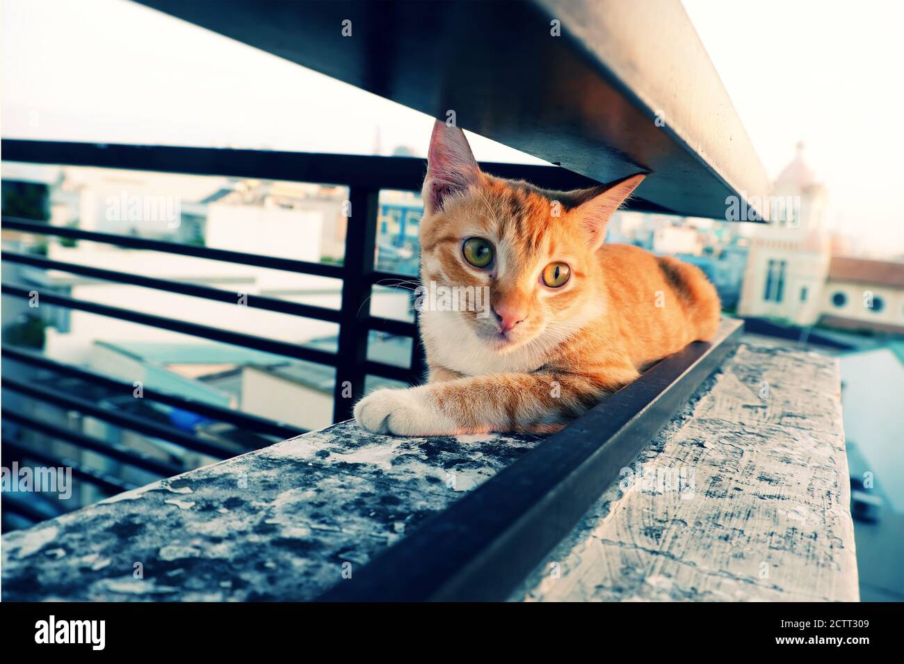 Nette Katze legen sich zwischen zwei Geländer Bar der Wand mit Emotion Gesicht, schönes Haustier mit großen runden Augen draußen am Tag Stockfoto