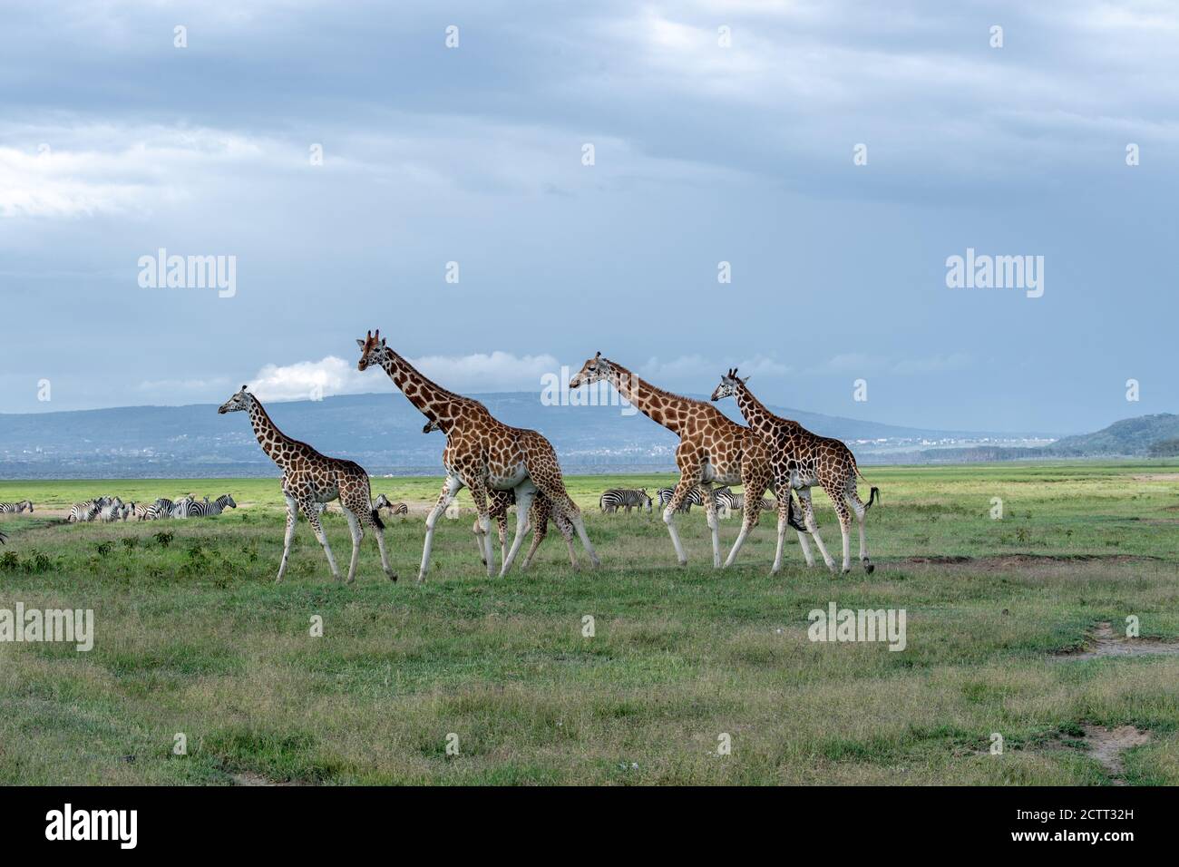 Netzgiraffe(n) (Giraffa camelopardalis reticulata) in Kenia Stockfoto