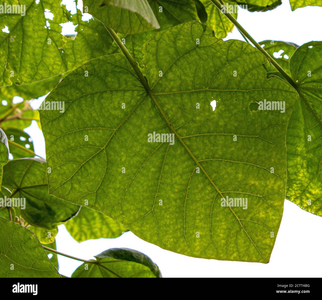 Blätter von Paulownia Tomentosa Baum (gebräuchliche Namen Prinzessin, Kaiserin oder Foxglove-Baum) aus der Nähe. Makrofotografie. Stockfoto