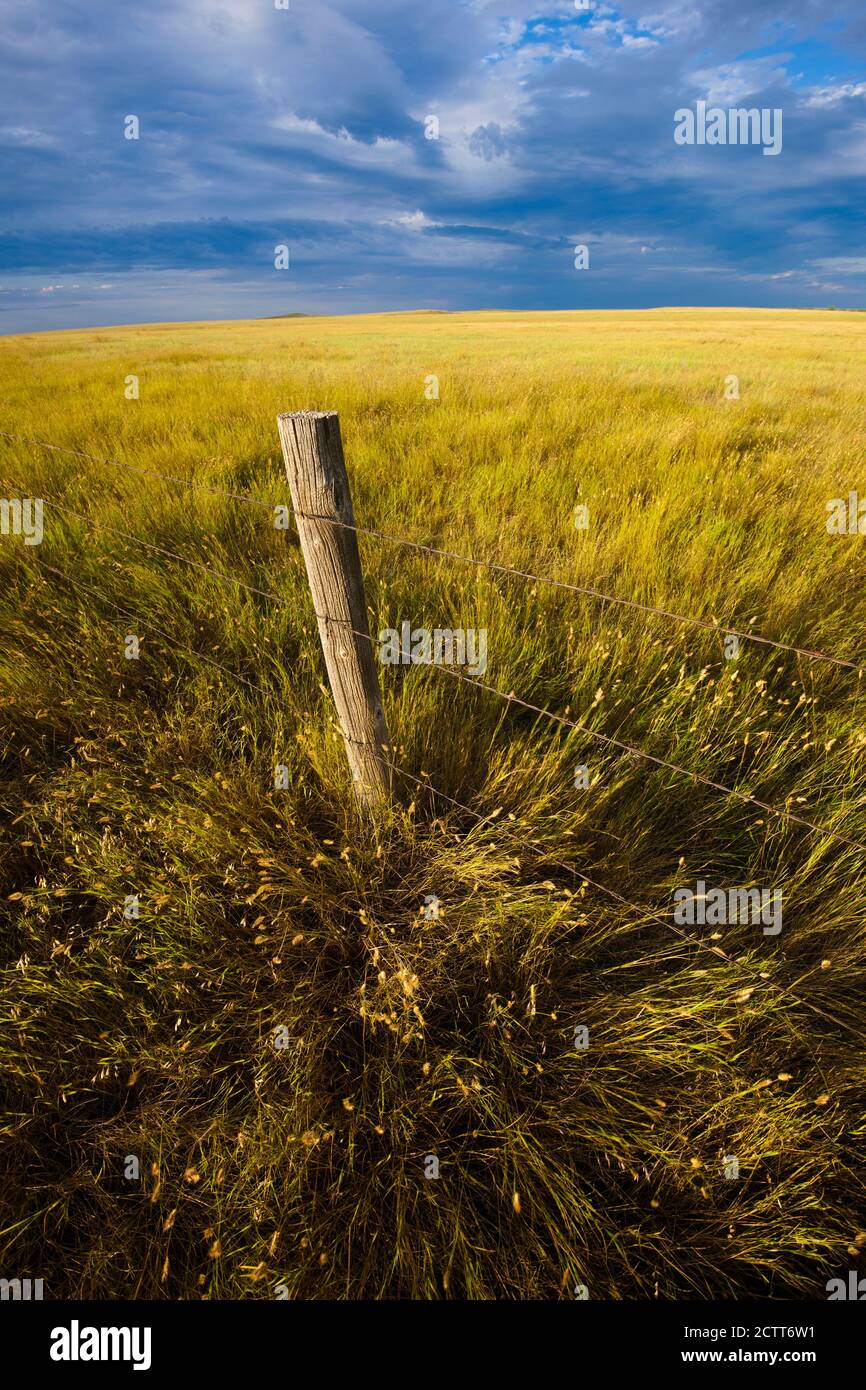USA, South Dakota, Stacheldrahtzaun und Präriegras im Feld Stockfoto
