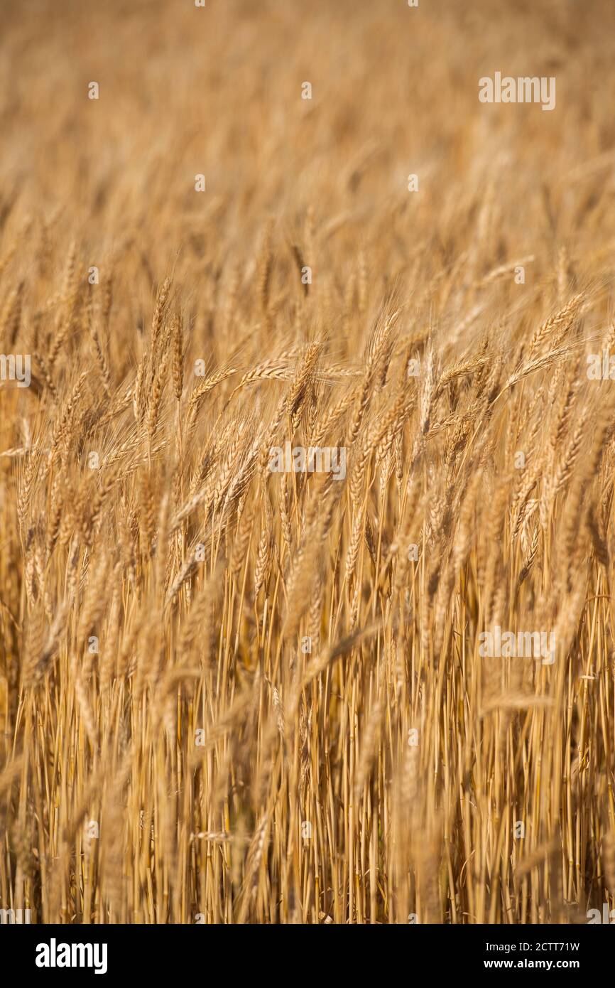 Goldene Weizenfeld Stockfoto